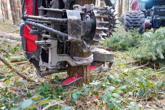 Nahaufnahme vom Baumschnitt mit dem Harvester