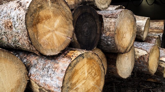 Aufnahme von gestapelten Baumstämmen - Benköholz - Webschmiede