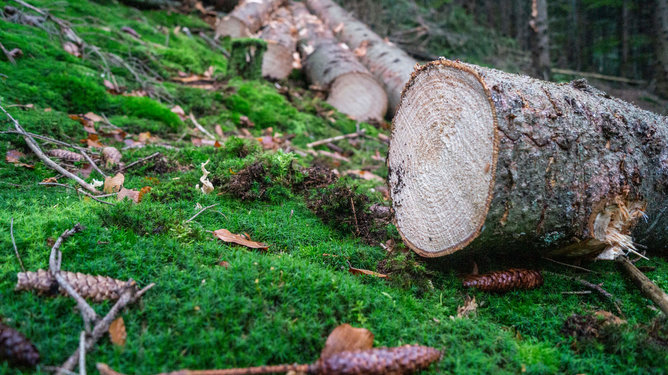 Aufnahme von angeschnittenen Baumstämmen im Wald auf bemoostem Boden - Benköholz - Webschmiede