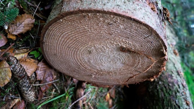 Baumstamm auf nassem Waldboden - Benköholz - Webschmiede