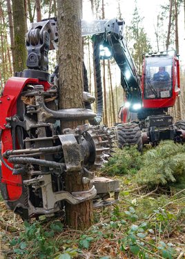 Harvester bei der Waldarbeit